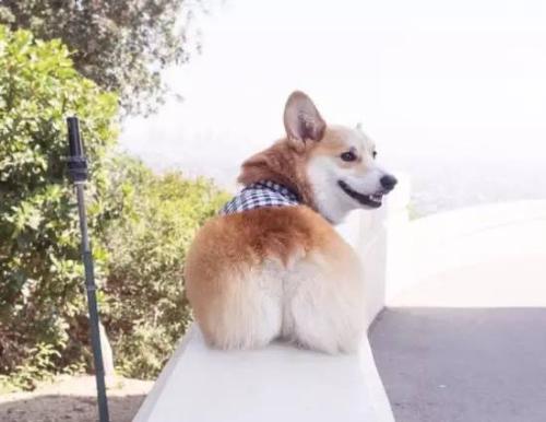 柯基犬品相怎么看,老司机教你防骗攻略