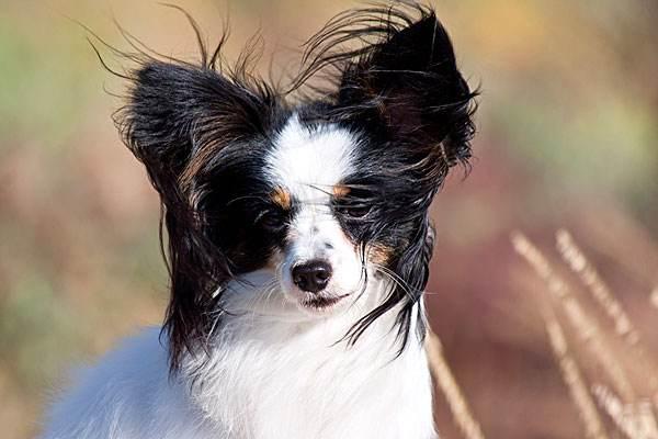 蝴蝶犬总是发抖怎么回事?查看下是不是这些问题