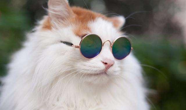 猫生产前的征兆?这几点需要多留意