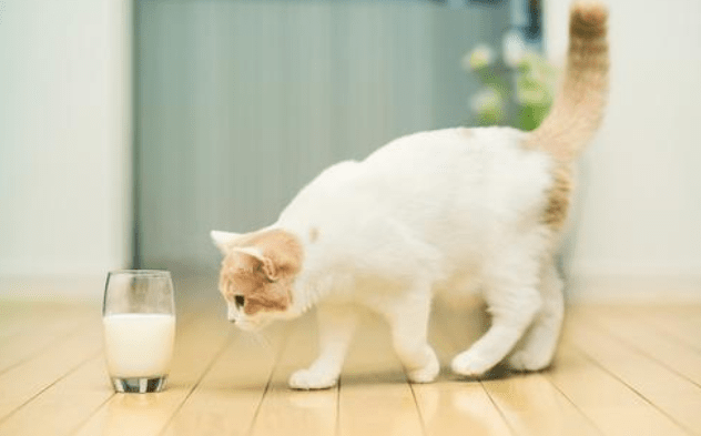 小猫能喝牛奶吗？这些问题需要多考虑下
