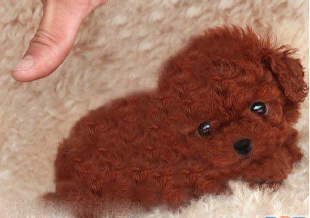 茶杯贵宾价格,后悔知道的太迟了