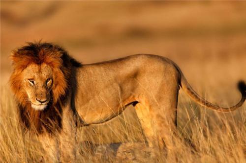 藏獒和狮子谁厉害?实力不在一个层面上