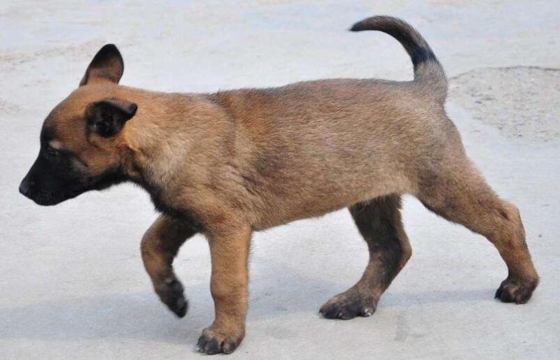 适合马犬狗狗名字大全,随便挑随便选吧