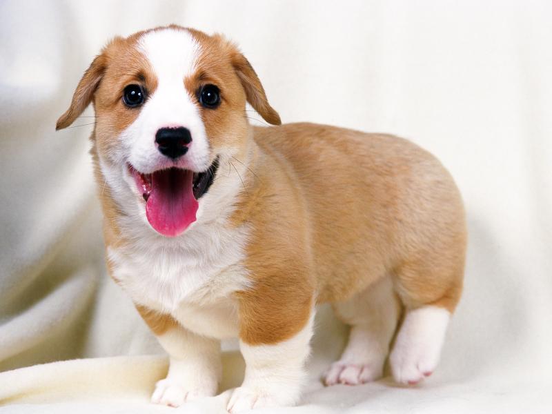 京巴犬性格如何?忠实温顺总结它