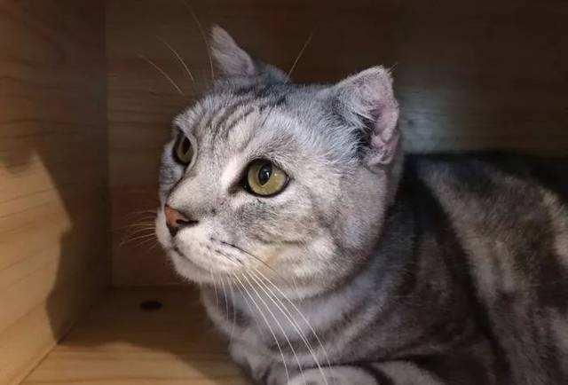 猫生产前的征兆?这几点需要多留意