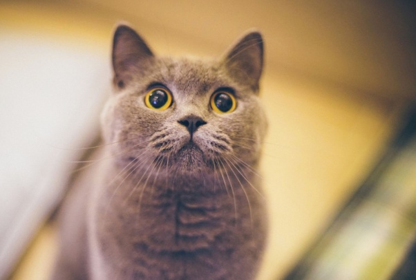 宠物猫的价格,你想看的都在这了