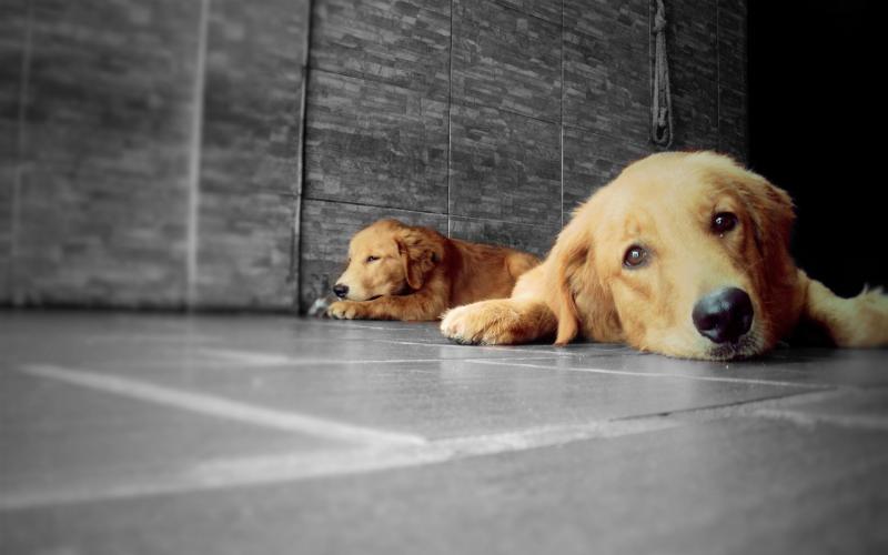 金毛犬一天吃多少狗粮?喂养有哪些禁忌