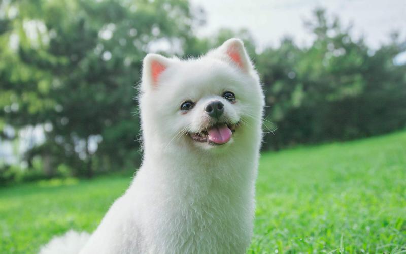 狗狗拉稀呕吐怎么办?找出缘由速度解决