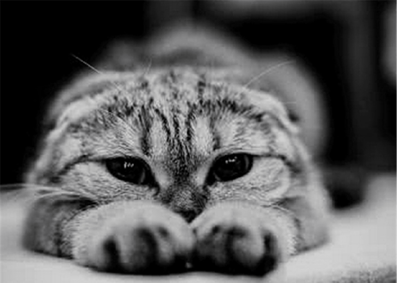 猫临死前的征兆,这三种表现要注意
