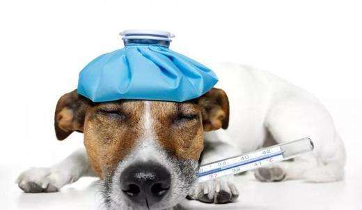 犬瘟热初期症状，有宠物的一定要注意了