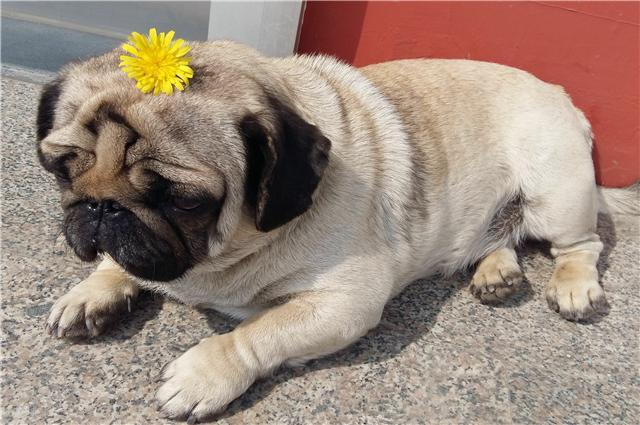 狗被蛇咬了怎么办？把情况先搞清楚