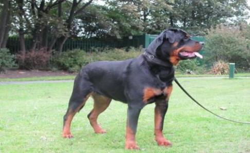 罗威纳犬十个不养理由,每一条都很充分