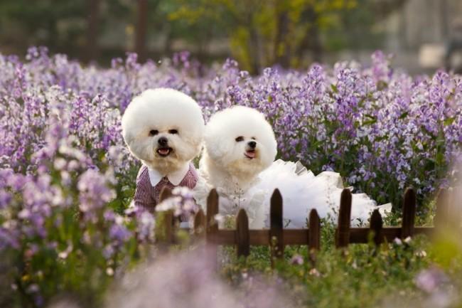 卷毛比熊犬多少钱?想不到居然是这种价格