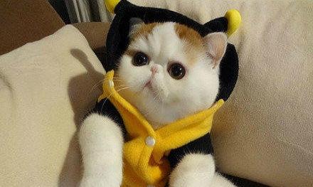 空运猫咪多少钱,没有想象的那么贵