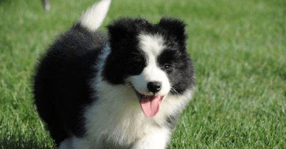 边境牧羊犬咬人吗?是否要人取决于教导