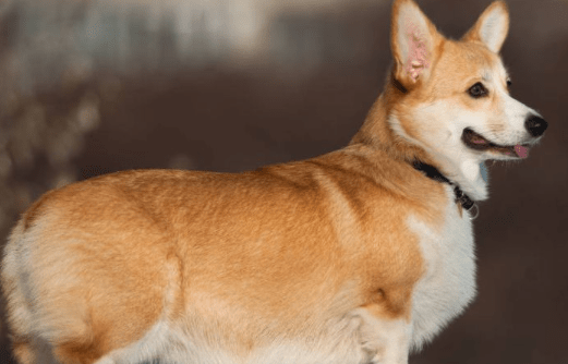 柯基怎么看品相，主要观察这几个方面