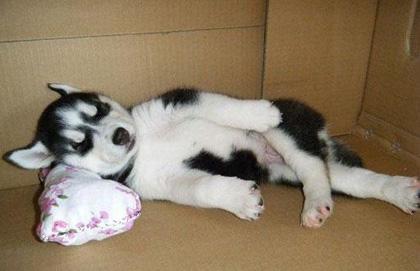 哈士奇搞笑图片，二哈称谓名不虚传