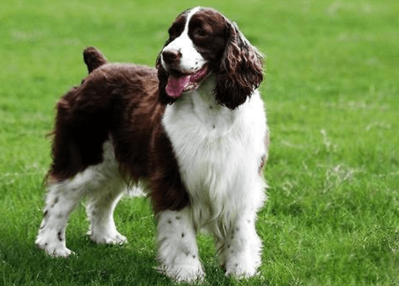 给史宾格犬吃什么食物最好？这些食物健康又美味