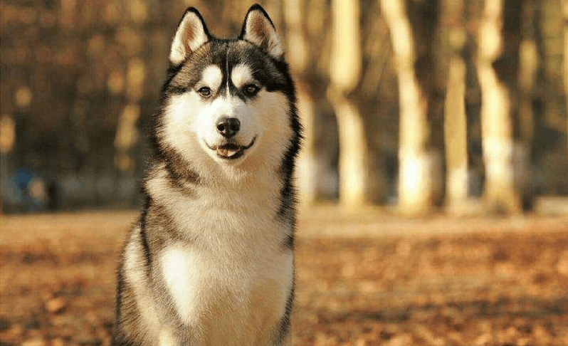 哈士奇怎么选?教你挑到心仪二哈