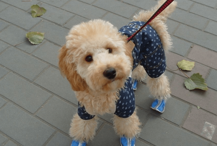 贵宾犬能长多大,如此标准的身材你有吗