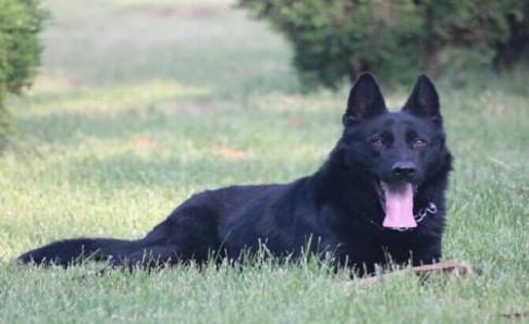 马犬为什么喜欢咬主人?可能是训练不够