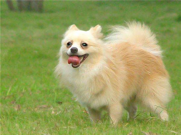 狗瘟能治好吗，这些干货值得收藏