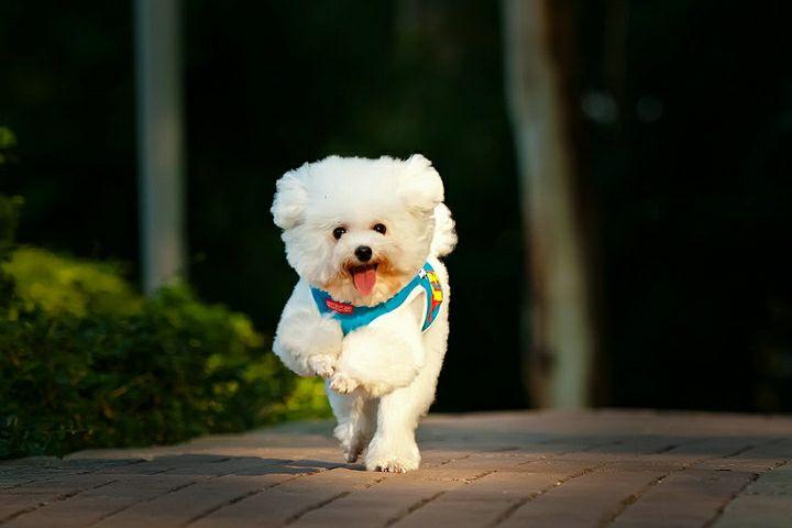 狗狗经常扑人怎么办?这方面的训练没到位