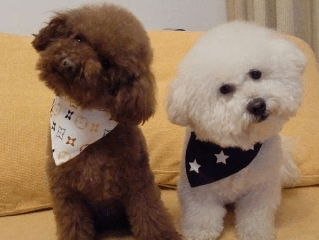 比熊和泰迪哪个好?来对比下各自的优缺点