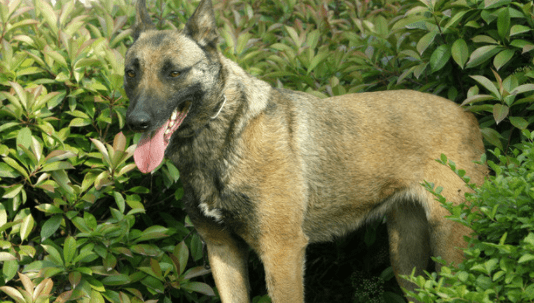 马犬和狼青哪个护主,解密狗狗爱不爱你