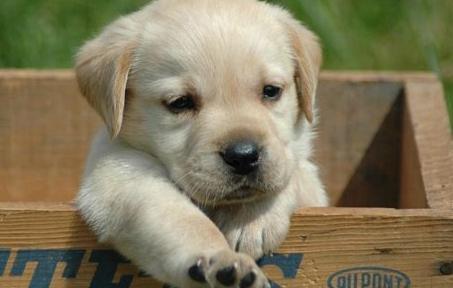 怎样训练拉布拉多犬?详细训练教程讲解