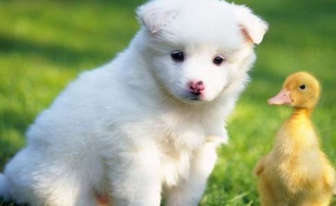 狗会来月经吗?这些知识你需了解下