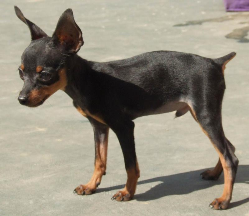 鹿犬怎么看纯不纯,来仔细看看这几处地方