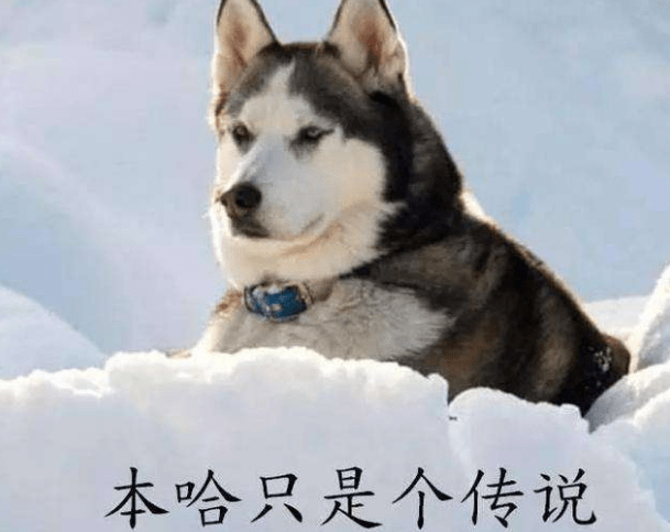 哈士奇性格 戏精的世界