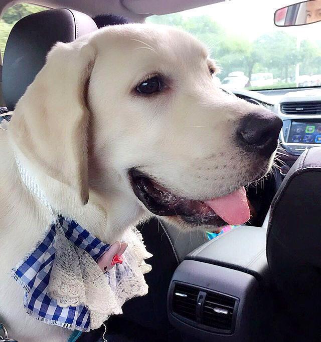 拉布拉多几个月长成型?正常情况是这样的