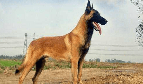 马犬和狼青哪个护主,解密狗狗爱不爱你
