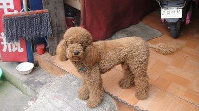 贵宾犬和京巴犬哪个好养？不对比怎么知道