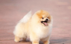 博美犬打疫苗注意事项，主要是下面这几点