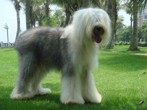 古牧犬的性格,这些特性让你苦笑不得