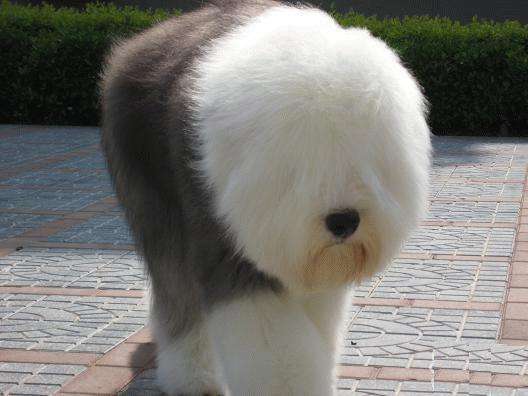 古牧犬的性格,这些特性让你苦笑不得