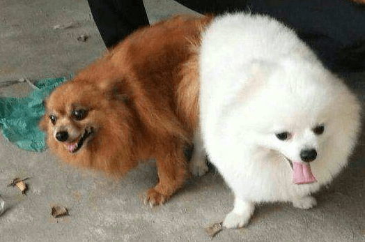 比熊可以和博美配种吗?这个主要取决于主人的意愿