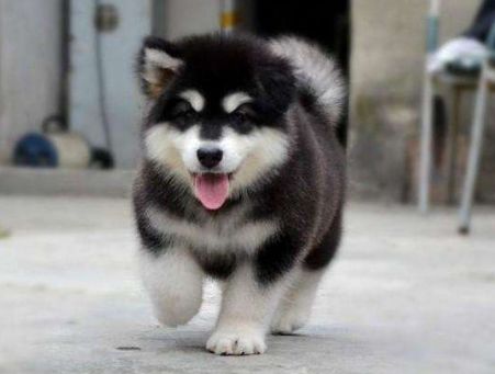 阿拉斯加犬如何训练,耐心和细心最重要