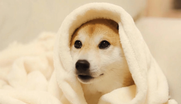 柴犬喜欢吃什么?这些不仅好吃还健康