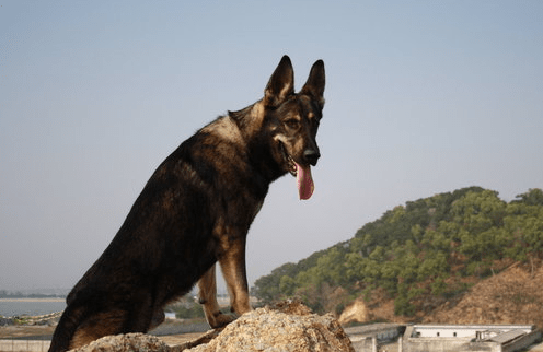 为什么狼青不让主人打~到底是不是打不过它呢