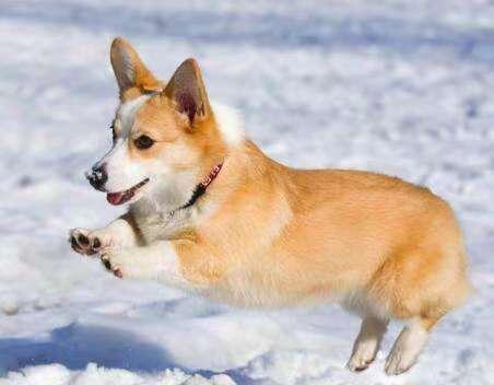 柯基犬的训练方法,三招轻松搞定