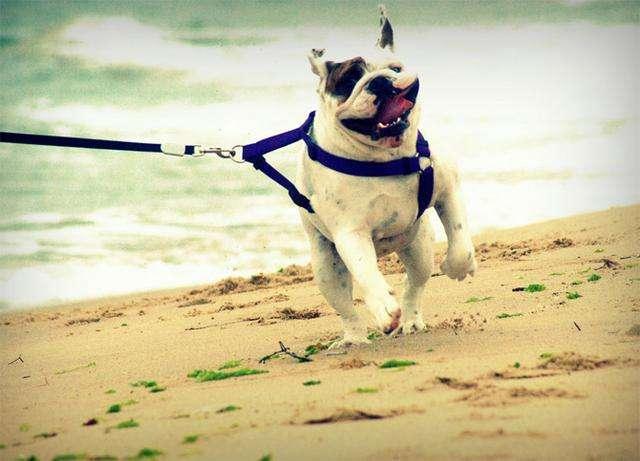 英国斗牛犬如何训练?根据套路一步步来
