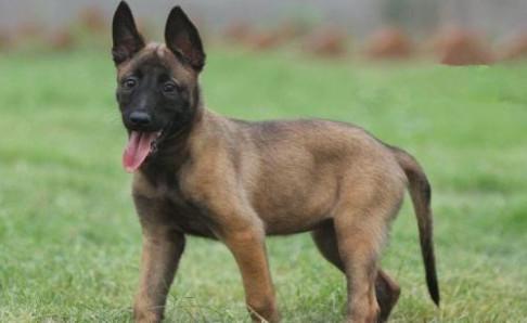 马犬什么时候开始训练？只能说从懂事开始