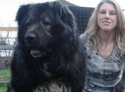 高加索犬护主吗?它是一个强大的守护神
