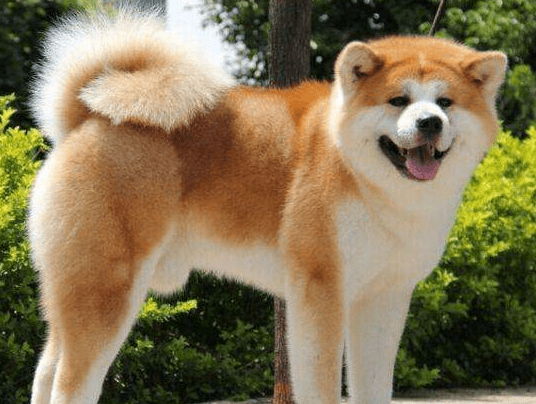 跟秋田犬很像的狗,柴犬和它可能是亲兄弟