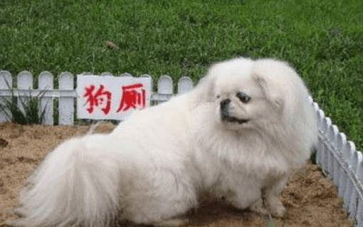 狗狗拉屎怎么训练，只能说严师出高徒！