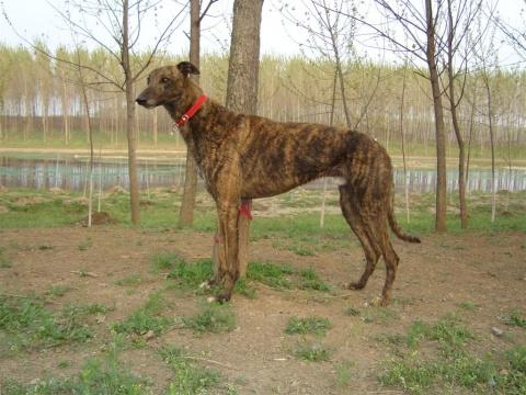 灵缇犬如何训练？这些小技巧你可了解